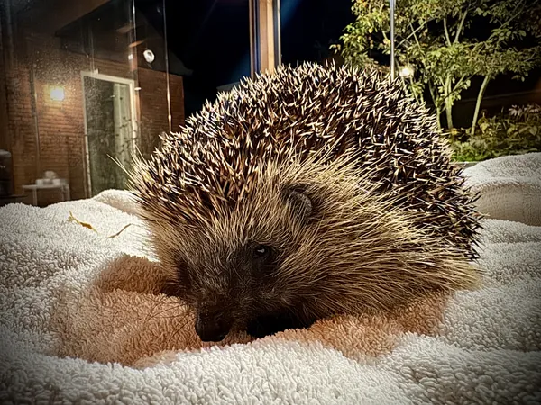 Egel op een handdoek in de avond