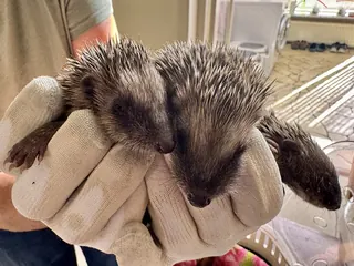 Drie jonge egels in een hand
