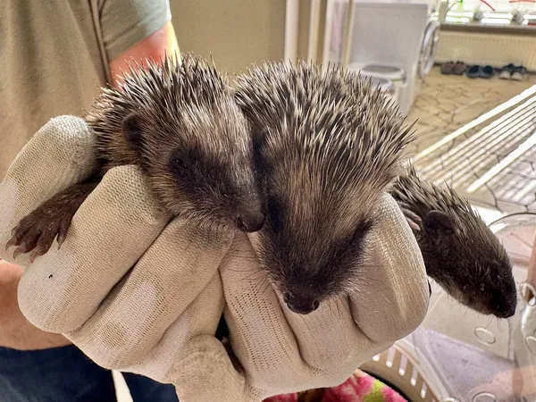 Drie jonge egels in een hand